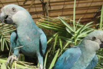 Filhotes de ararinhas-azuis nascem no Brasil após 20 anos de extinção